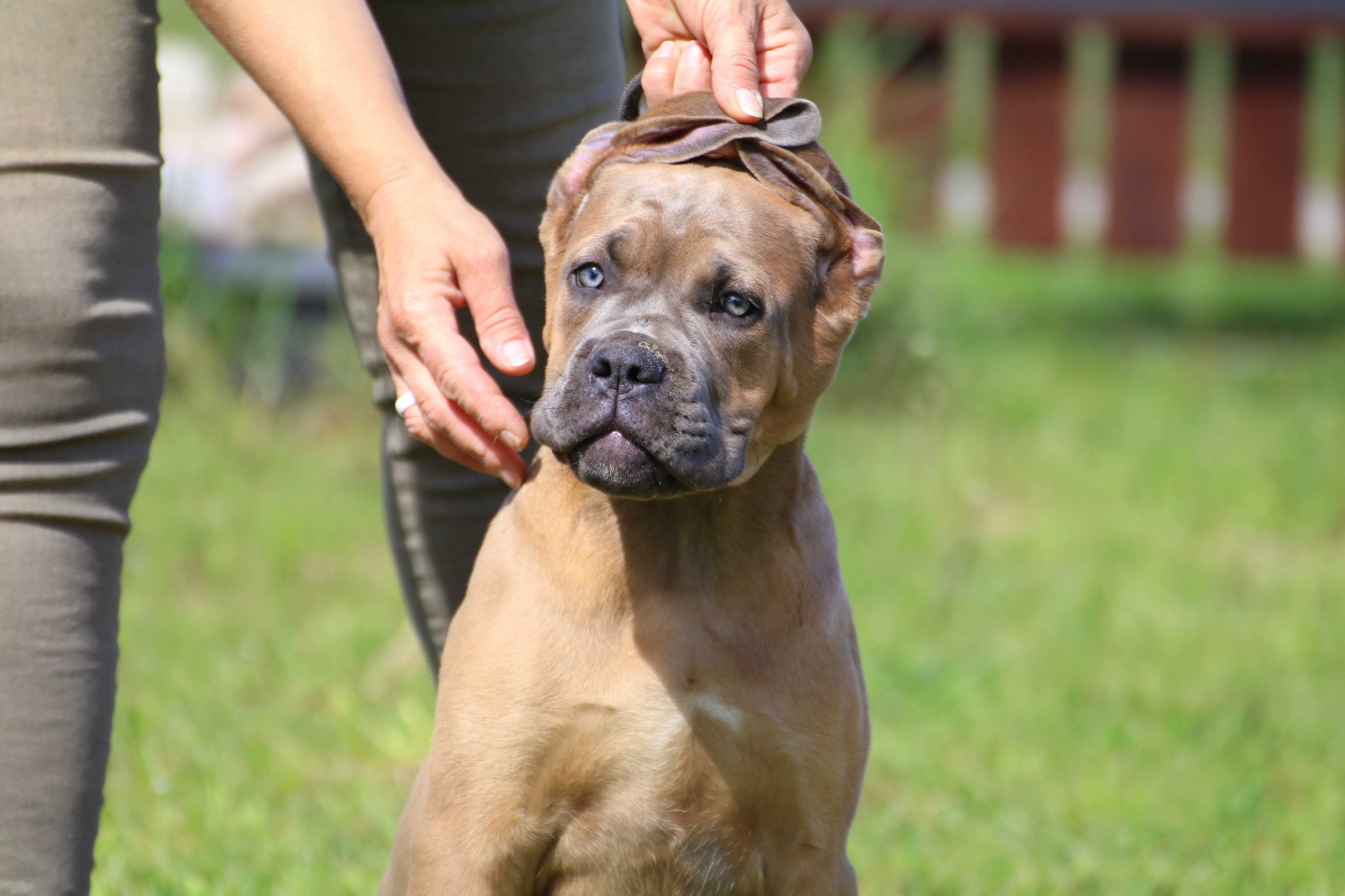 Płowy samiec szczenię Cane Corso Italiano