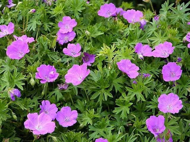 Продам Брунеру, Морозник,Герань,Осока,Фиалка, Флоксы