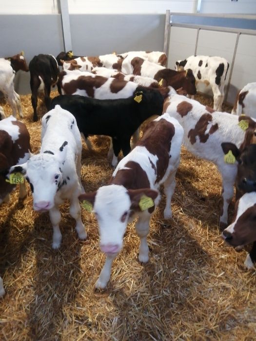 Byczki jałówki polskie Zduny