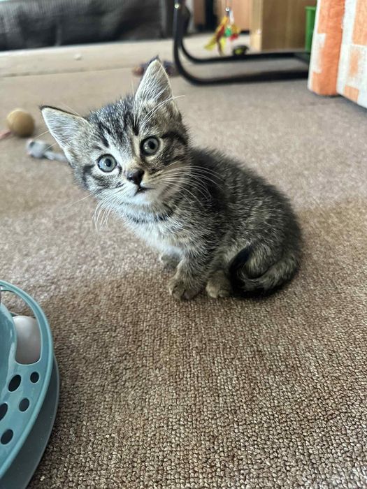 dwumiesięczne koty do adopcji