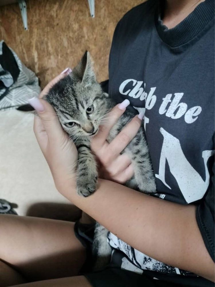 Filek kot koty do adopcji