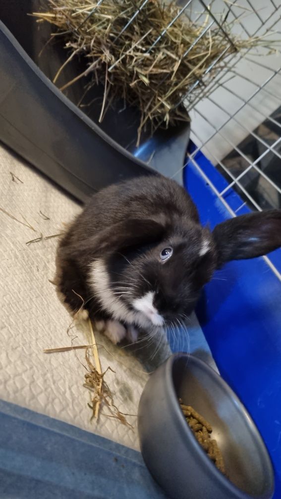Królik baranek mini lop