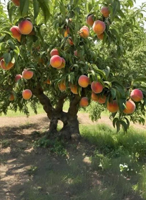 Саженцы, черенки плодовых деревьев