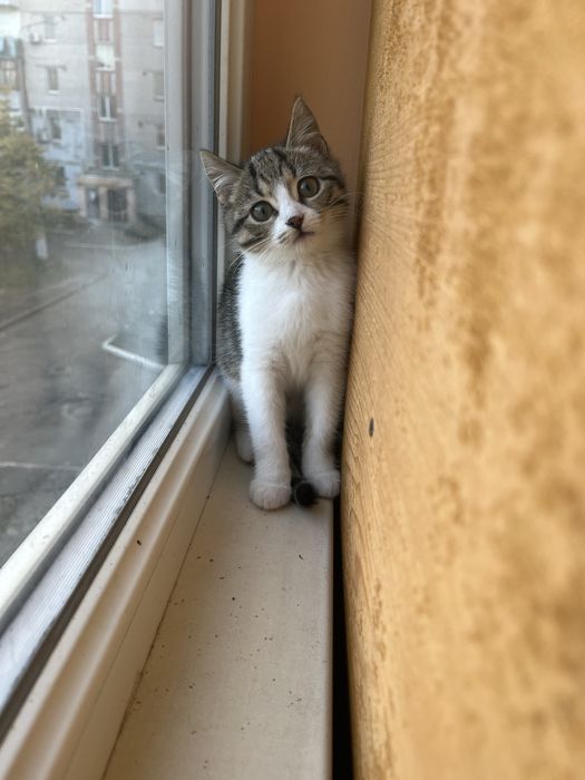 Котенок девочка Леона 2 мес