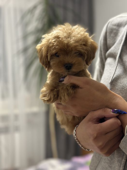 Мальтипу мальчик мини