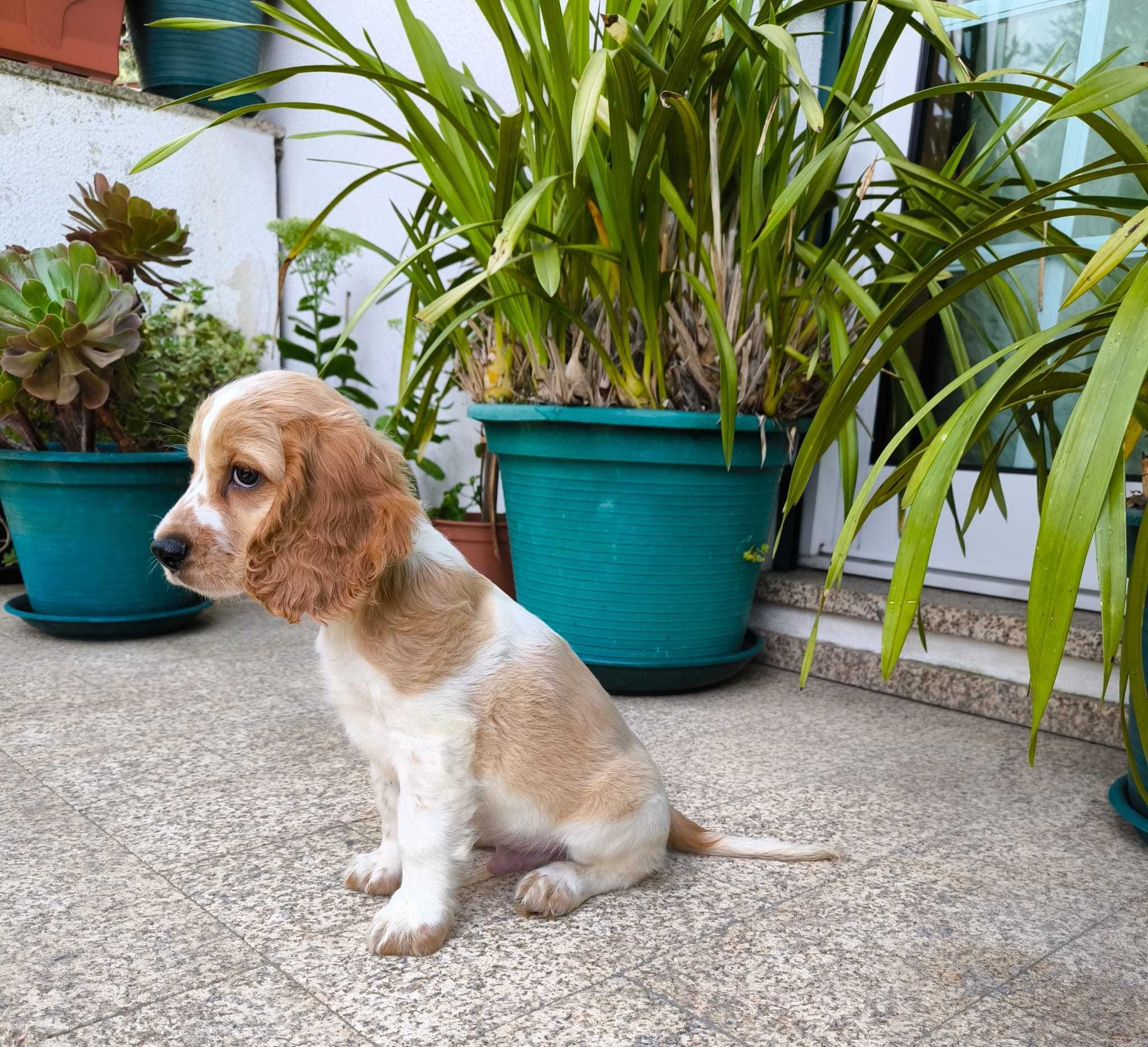 Cocker Spaniel Laranja Ruão