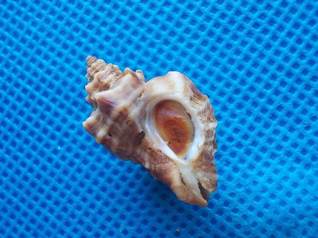 Muszle morskie- Ceratostoma inornata