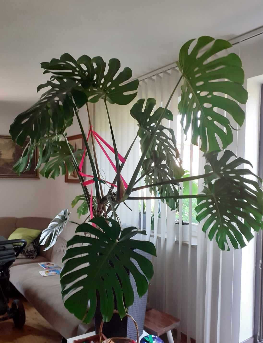 Piękna zdrowa duża monstera