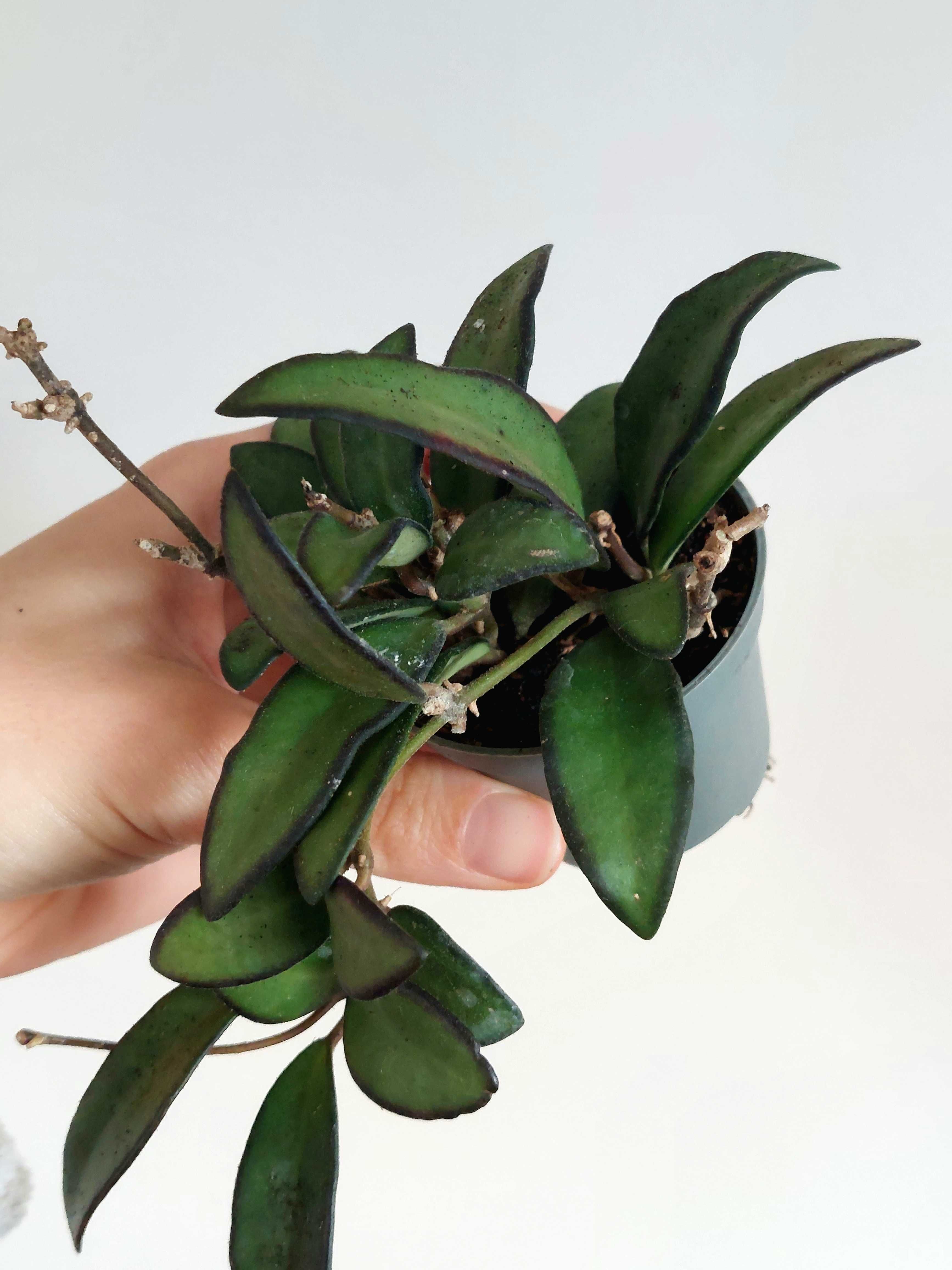 Planta Hoya 'Rosita'