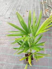 Trachycarpus Fortunei (Palmeira leque)