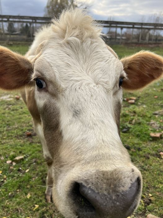 Продаю тільні нетелі червоно рябі від добрих корів