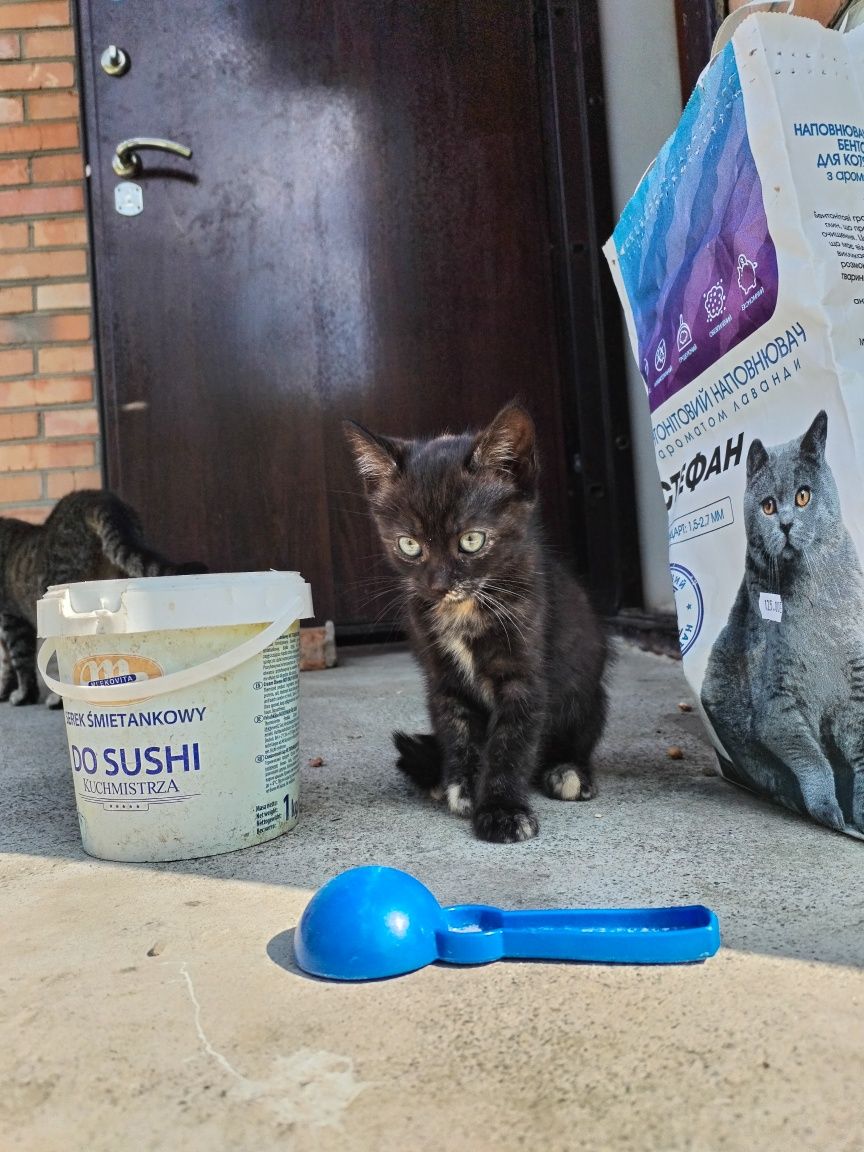Кошеня шукає  родину