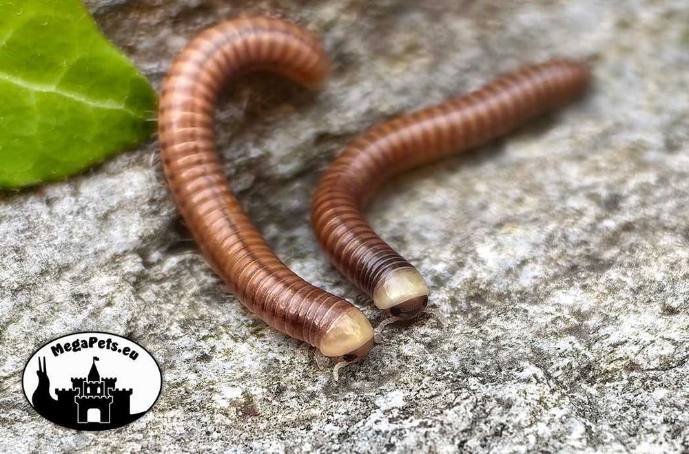 Coxobolellus albiceps Fluorescencja Krocionogi Wije Skoczogonki Ślimak