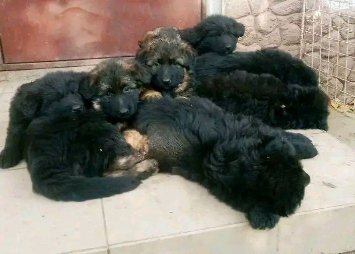 Продам щенков немецкой овчарки длинношерстные