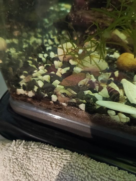 Ślimaki Helenki sprzedam