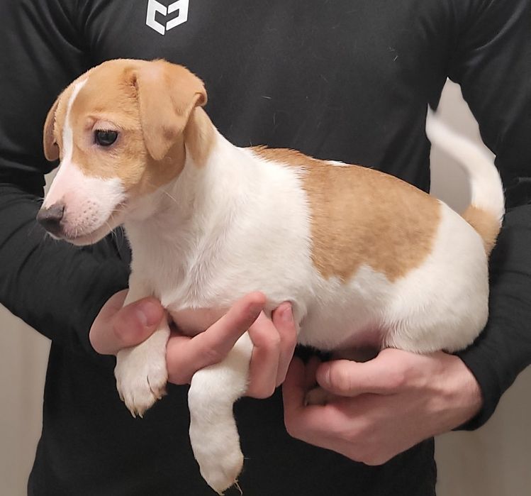 Jack Russell Terrier suczka