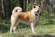 JUMA akita japońska do adopcji