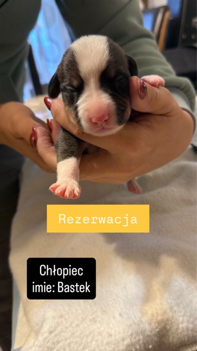 małe pieski (chłopaki) do oddania na początku grudnia
