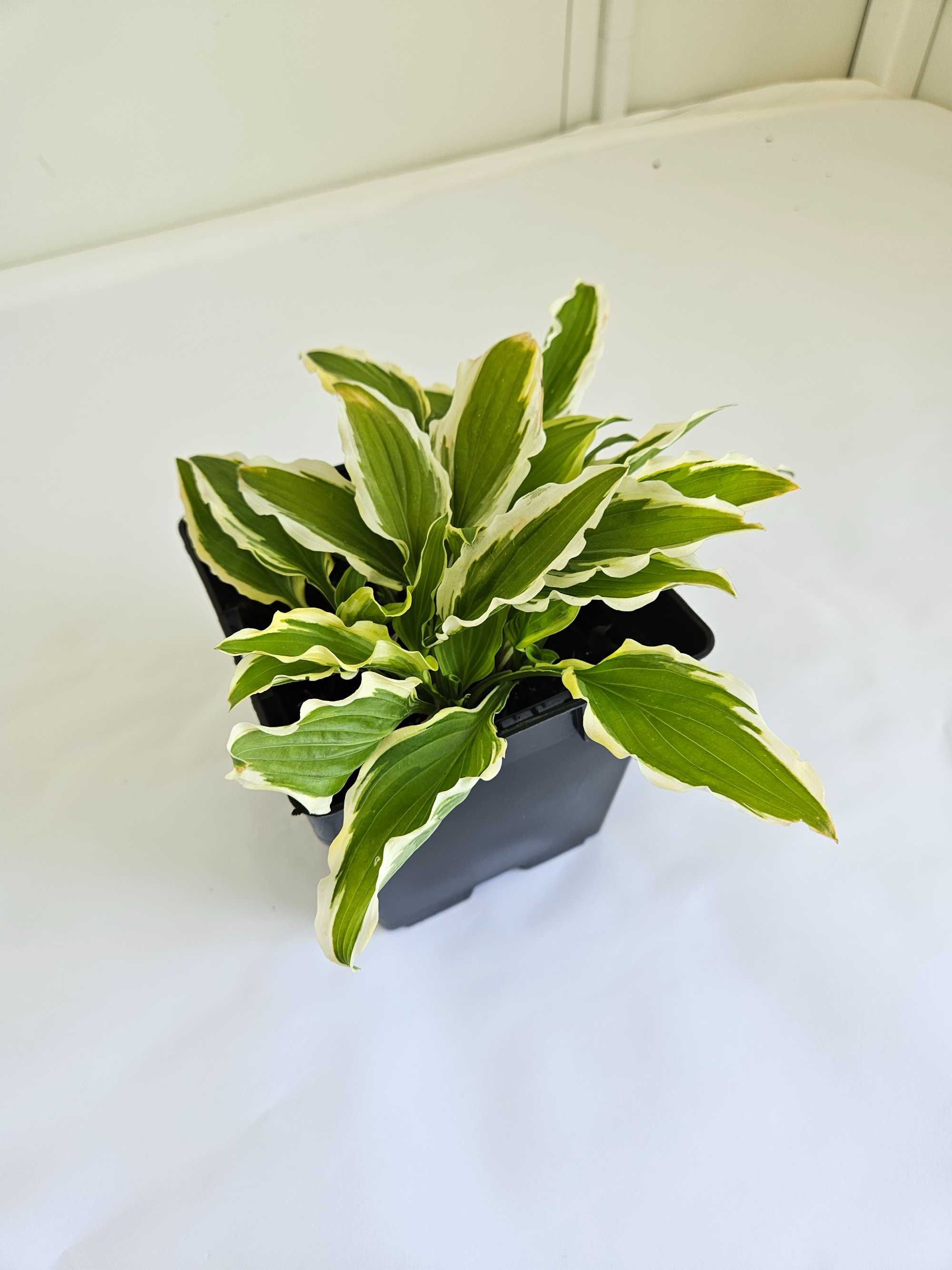 Funkia (Hosta) – z jasnym obrzeżeniem liści