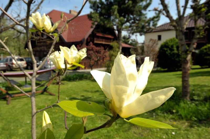 Apartament i Pokoje Gościnne "U Śliwów" [Centrum]