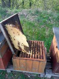 Pszczoły.Rodziny pszczele odkłady