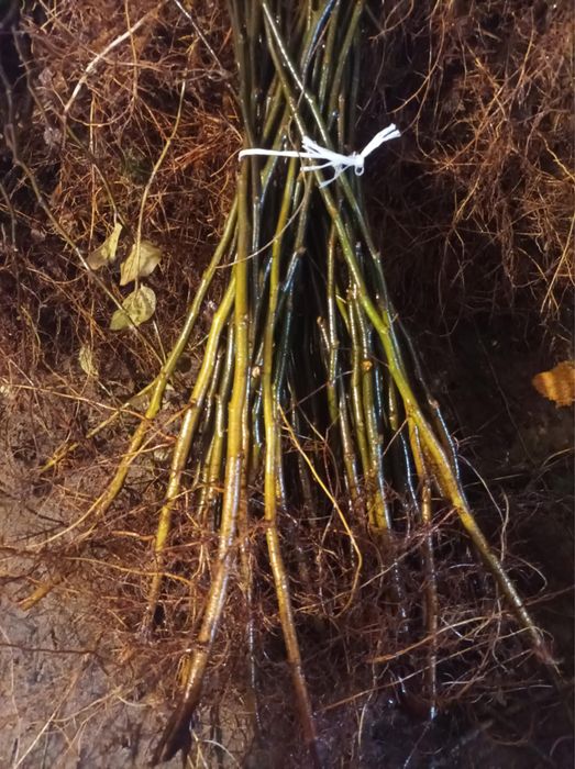 Podkładka dla drzew owocowych pigwa S1