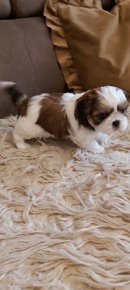 Shih Tzu suczka rodowodowa