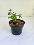 Barwinek pospolity (Vinca minor)