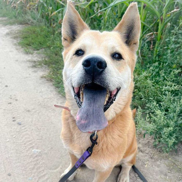 Baxter- prawie Akita w Potrzebie