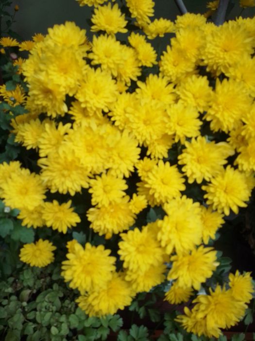 Хризантема мультифлора