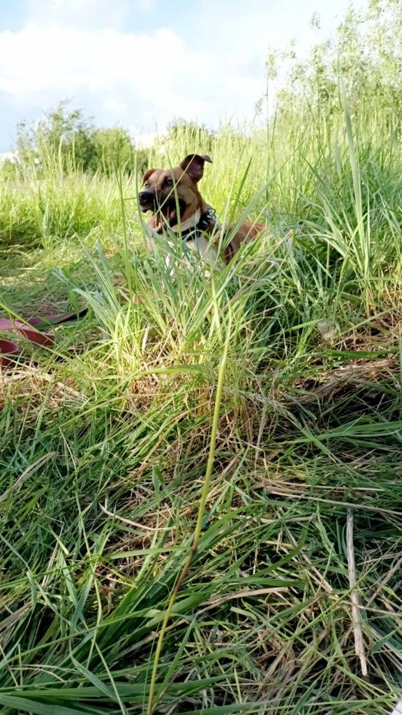 Oddam suczke pitbulla za darmo