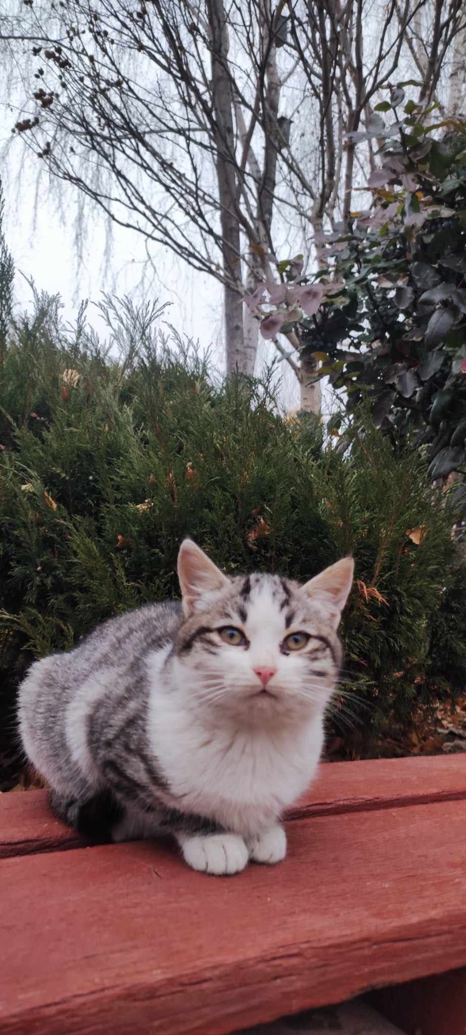Самые маленькие котята в этот не сезон бесплатно