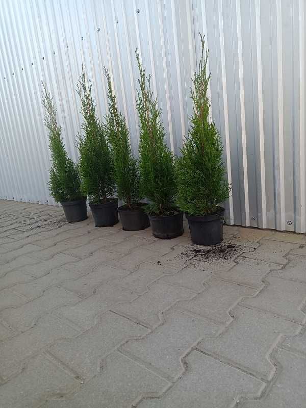 Tuja thuja szmaragd 70cm