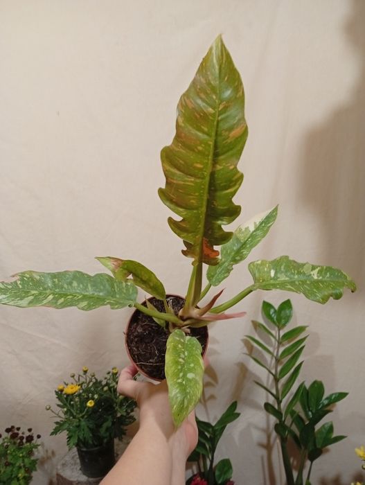 Филодендрон с пестрыми листьями ring of fire  ринг оф файер