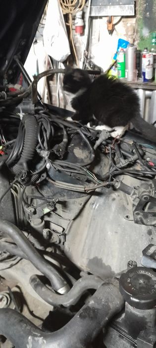 Kotka ok 4m-ce samodzielna