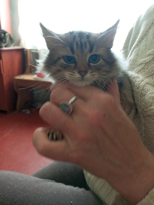 Кошенята в добрі руки