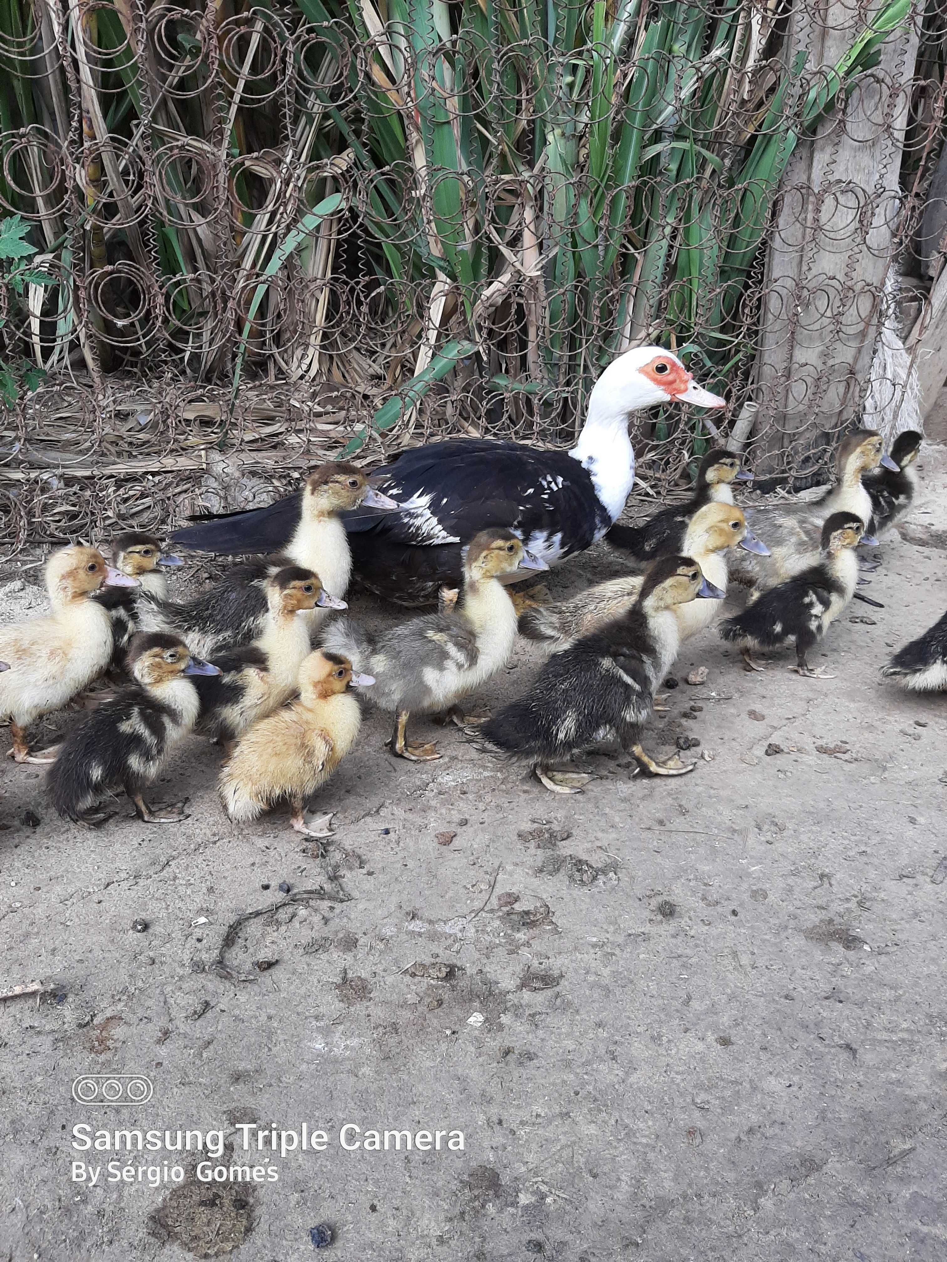 Patinhos  mudos.