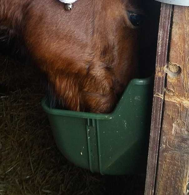 Karmidło Poidło dla koni krów Koryto 15l Żłób