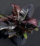 Філодендрон  Imperial red