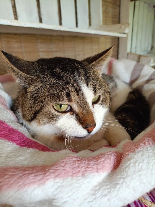 Pan Kot ideal do pokochania