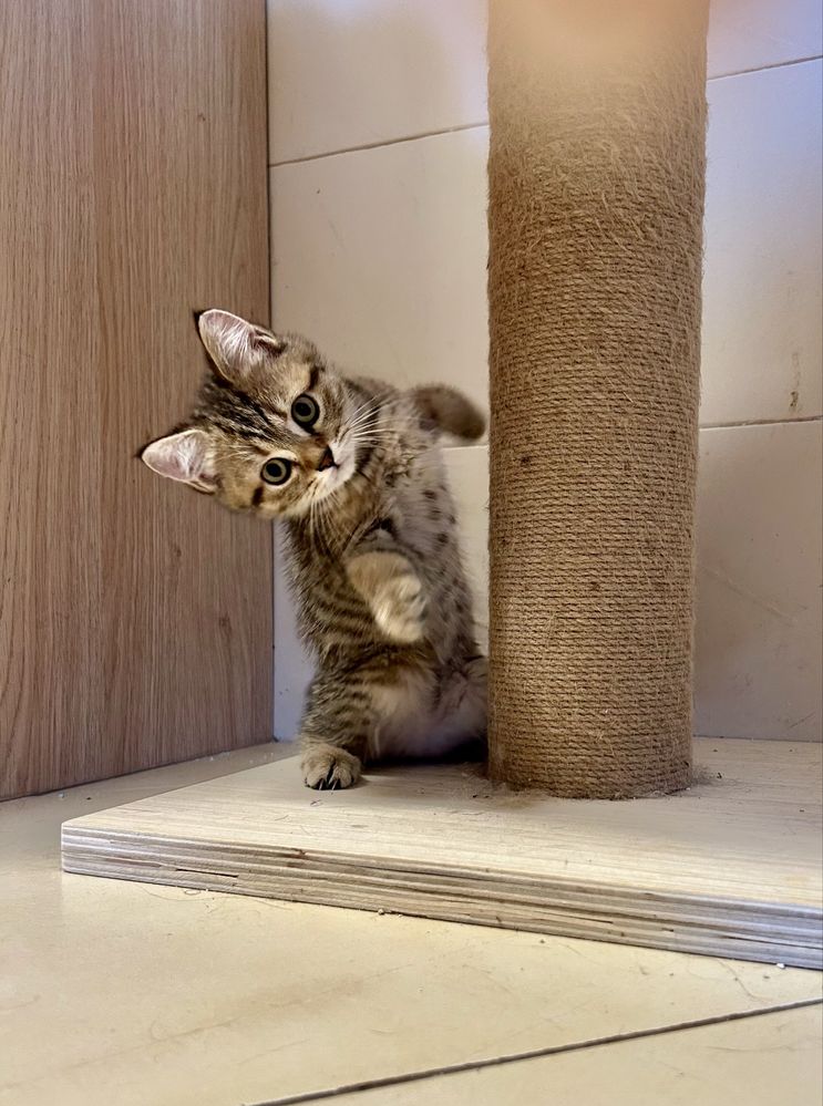 Scottish Straigth, tabby, Algarve