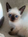 Gatinho para adoção em Viseu