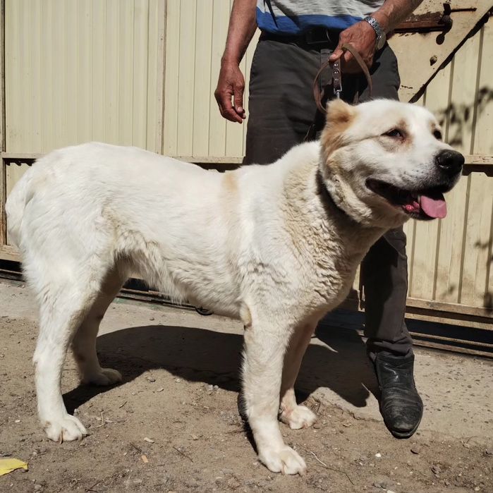 Алабай в хорошие руки