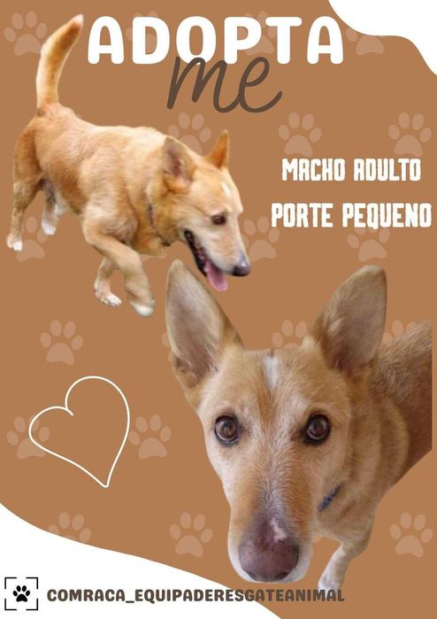 O melhor cão do mundo - porte pequeno