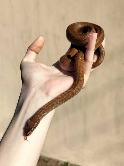 Wąż mahoniowy samiec dorosły