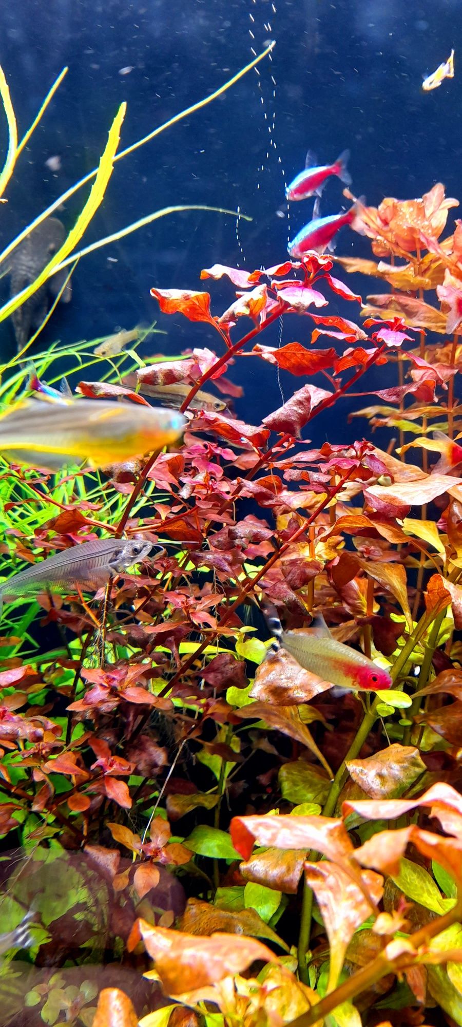Ludwigia super red roślina akwariowa
