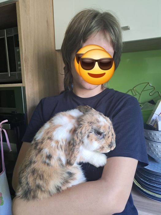 Oddam w dobre ręce Królika rasa baranek miniaturka