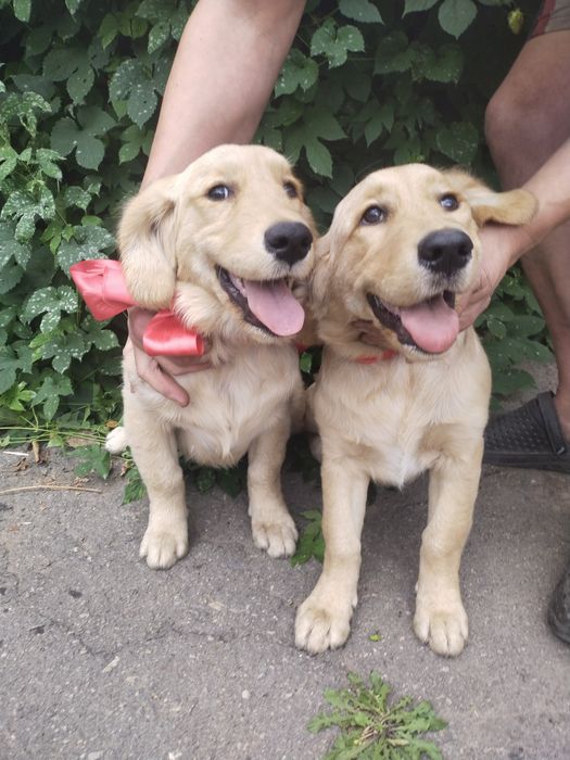 Две шикарные режухи имеют документы клуба