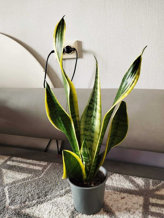 Сансевьерия Лауренти вазон;  высота 62 см