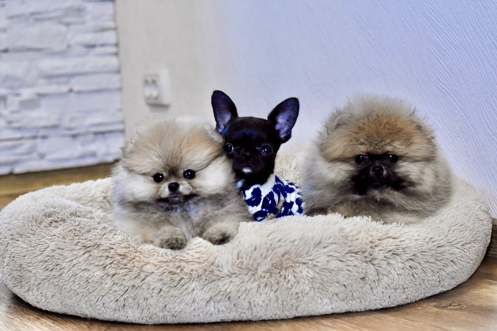 Микро девочка чихуахуа в типе кобби черного окраса!